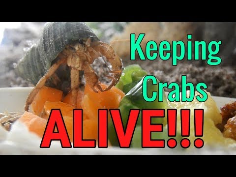 How to keep hermit crabs ALIVE!!!