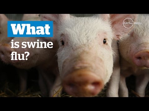 What is swine 'flu?