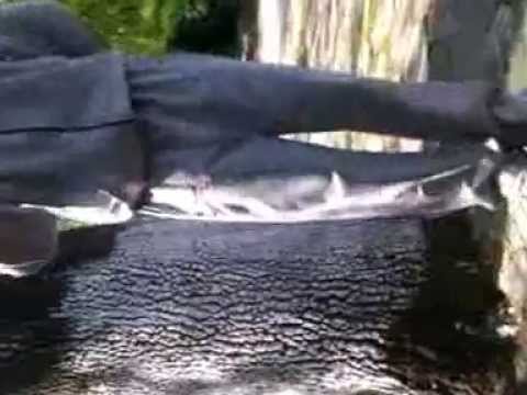 Miro a.k.a. Pechkata - thvp freestyle