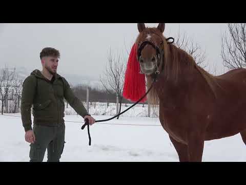 Armasarul lui Gabi de la Bata, Bistrita Nasaud - 2022 Nou!!!