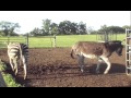 Pixzee Zonkey Zebra X Donkey