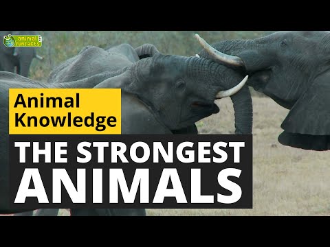 The Strongest Animals in the World 💪 - Animals for Kids - Educational Video