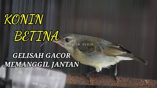 Download lagu KONIN BETINA GACOR GELISAH MEMANGGIL JANTAN • PANCINGAN KOLIBRI NIINJA BETINA GACOR ! mp3