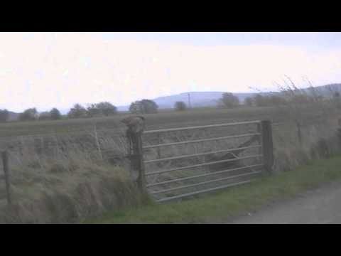Oswald The Harris Hawk Flying Free - Slow Motion -HD