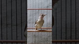 Download lagu Buat Pancingan kapas tembak,,kapas tembak gacor mp3