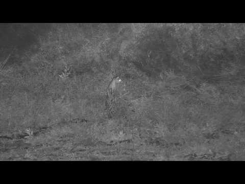 Djuma: Genet out hunting - 03:55 - 05/26/20