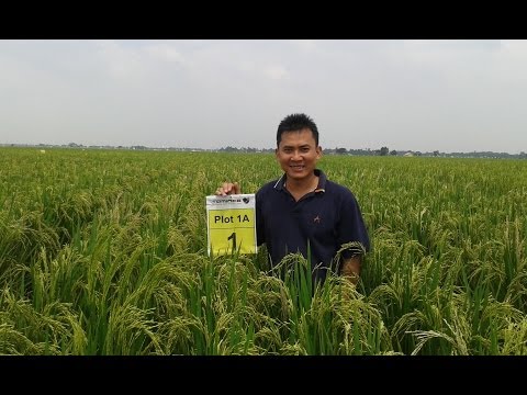 Application of taminco silica foliar fertilizer on rice