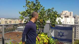 תפוז טבורי