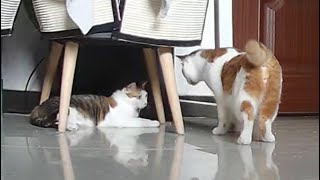 My cat acts so weird when he passes another