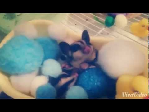Super cute sugar glider girls playing and snacking