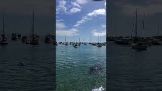 #godisgreat #views #youtubeshorts #creator #water #ocean #catalina #catalinawinemixer #like #fyp