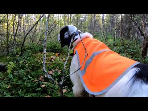 Hunting Lapland Caccia Urogallo  Cedrone English setter  Capercaillie Blackgrouse White partridge