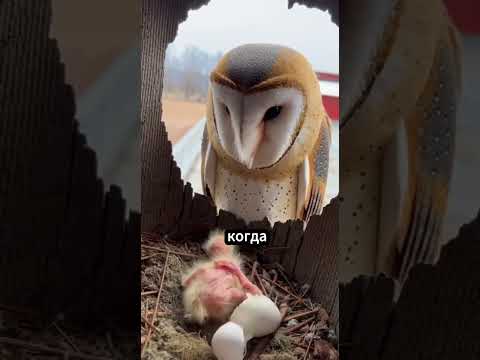 **«Она выбрала свет: история совы, отказавшейся от ночи ради любви» 🦉💔➡️🕊️✨**