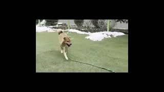 Video preview image #1 Shiba Inu-Unknown Mix Puppy For Sale in Seattle, WA, USA