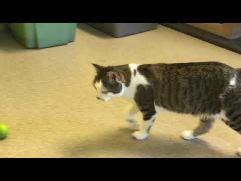 Mae Mae, an adoptable Domestic Short Hair & Tabby Mix in Arlington Heights, IL_image-1