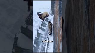 Animais que a natureza pregou uma peça CRUEL #curiosidades #bichos #animais