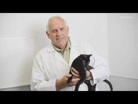UC Davis professor who created cure for coronavirus in cats says drug should 'receive more attention