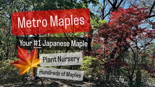 Plant Shopping for Japanese Maples Metro Maples the Ultimate Maple Nursery Hundreds of Acer Palmatum