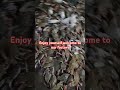 Here Is A Deer Guard Factory Welcome To Our Factory Deer Semi Heavy Machine Manufacturing