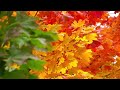 You Don't Know Me - Anne Murray: with Lyrics(가사번역)