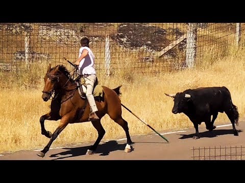 Toros Bravos Desencierro por el Prado de Ledesma 2019