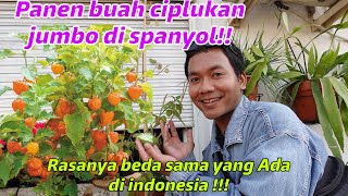 Download lagu PANEN BUAH CIPLUKAN JUMBO DI SPANYOL!! TERNYATA RASANYA BEDE DENGAN YG DI INDONESIA !! mp3