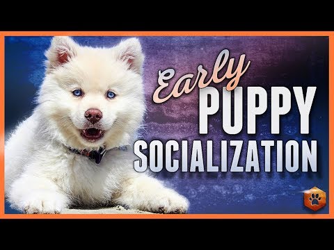 How to do Early Puppy Socialization - Advice, Research, Power Tips