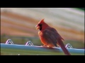 Cowboy Junkies - "Winter's Song"