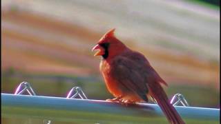 Cowboy Junkies - &quot;Winter&#39;s Song&quot;