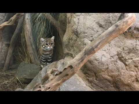 🐾Black-footed Cat🐱 ~ San Diego Zoo Safari Park ~ 9/19/2021