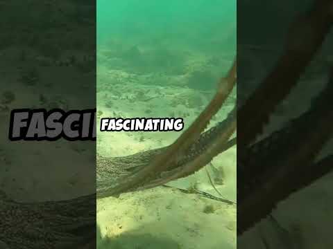 Mind Blowing Octopus Facts You Didn't Know!