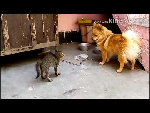 Dog vs cat 😈|#dollar| #dog | #culture| #funny| #fighting