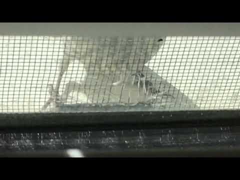 YouTube video about: How to stop birds from destroying window screens?