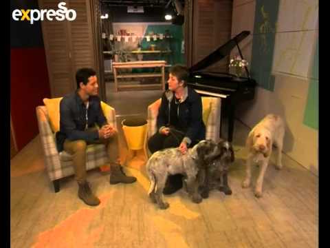 Bobtail Breed: Italian Spinone (4.9.2013)