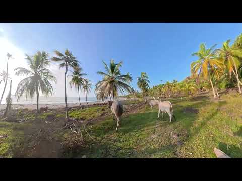 Necoclí ➡️ Cerro del Águila 🚵‍♀️🌴🥥  MTB Urabá 🚵‍♂️💪🔥
