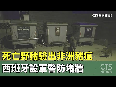死亡野豬驗出非洲豬瘟　西班牙設軍警防堵牆