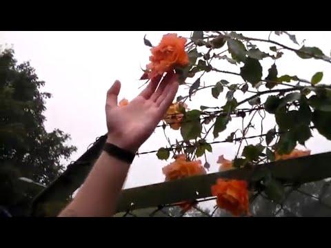 cizzvrp X R6668F - LIQUOR ACE