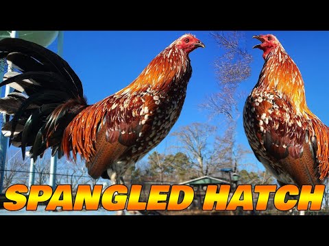 Beautiful Birds By Y.G Kennels Farm Visit