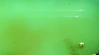 ミナミメダカ 2018年7月15日