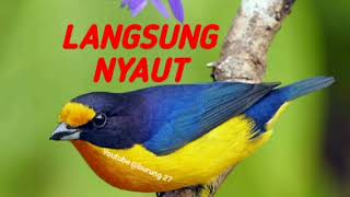 Download lagu PANCINGAN SEMUA JENIS BURUNG LANGSUNG NYAUT, GACOR DAN EMOSI!! mp3
