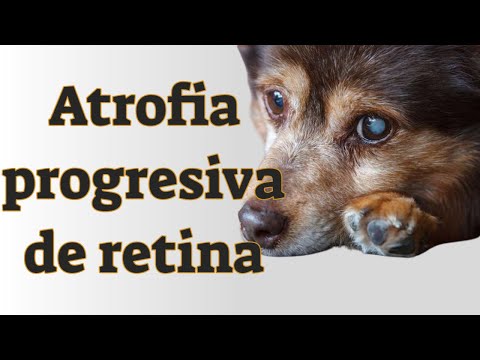 ≫ Atrofia progresiva de retina en perros: síntomas, causas y tratamiento 🐶👁️