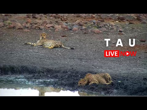 Tau Game Lodge Cam live webcam