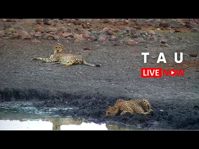 マディクウェ・ゲーム保護区 @Tau Game Lodge