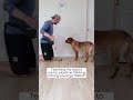Dog Plays Fetch With The Cat