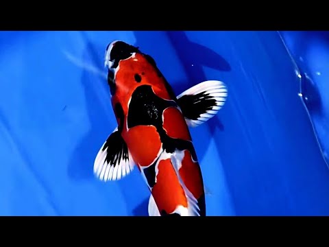 This Koi Just Beat Thousands at Japan's Biggest Show (Best in Variety and Major Prizes) 