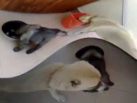 Pastore del Caucaso VS Pastore dell'Asia Centrale