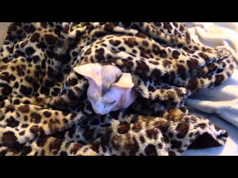Keeping your sphynx cat warm