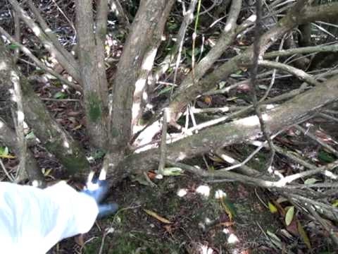 Rhododendron ponticum control using stem treatment