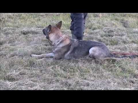 Jagira Aykmar - tracking