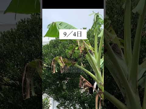 家のエキゾチックな植物 – バナナの木について知っておくべきことすべて  庭園